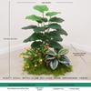 Artificial Green Money Tree Display: Indoor Landscaping & Decoration