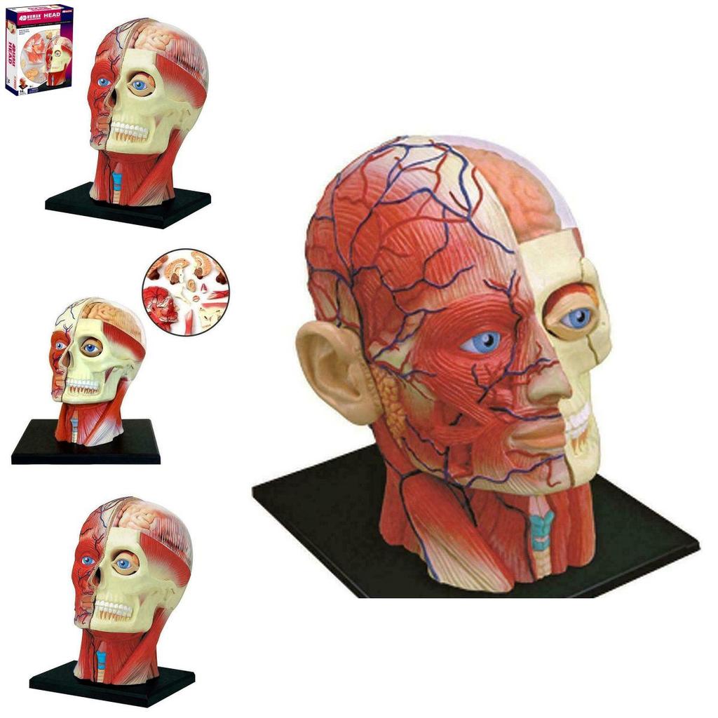 Vysoce kvalitní model lidské lebky s mozkem pro přesné lékařské a školní vzdělávání
