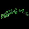 Plastic Vines Simulated Rattan Leaves Decorative Leaves Green Leaves Turtle Back Leaves Artificial Plants Gift Pipe Decoration