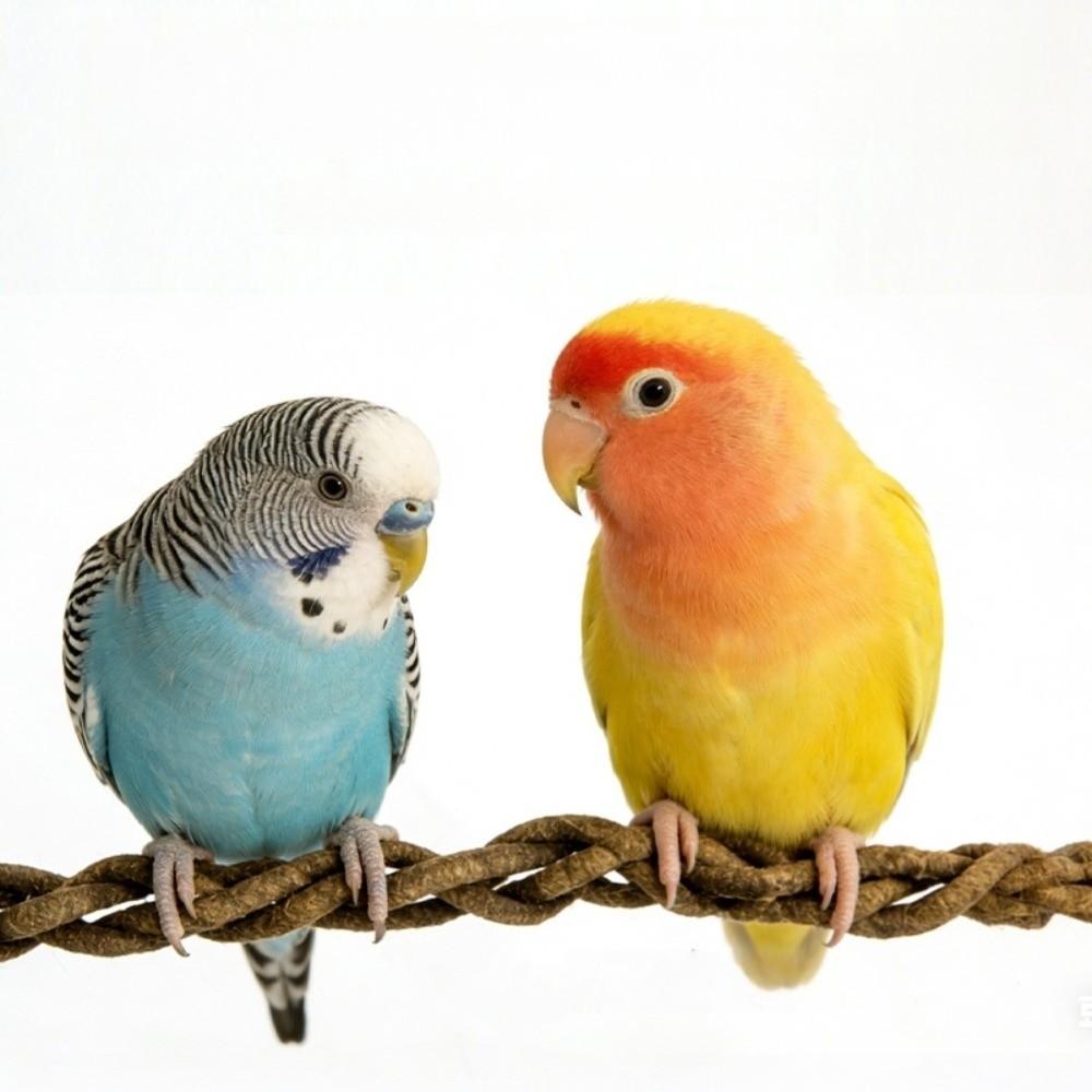 Simulation Vines Bird Climbing Rope Comfortable Grip Parrot Standing Perch  Cage Accessories