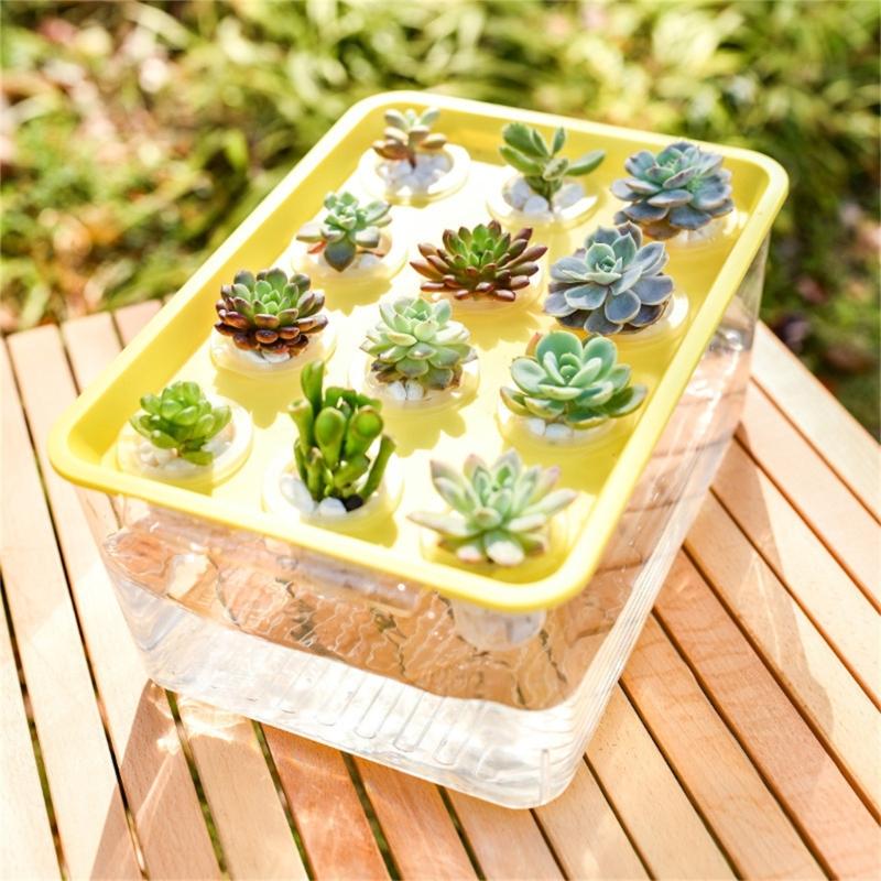Visible Cultivation Tray Hydroponic Grower Box Container With Lid For Home Vegetables Water Based Gardening And Home Use