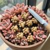 Mini Katzenpfoten Harzsteine, Miniatur Katzenpfotenförmige Gartenstatue, Niedliche Landschaftssteine für Rasen, Weg, Hof, Hinterhof, Pflanzgefäße, Terrarium,