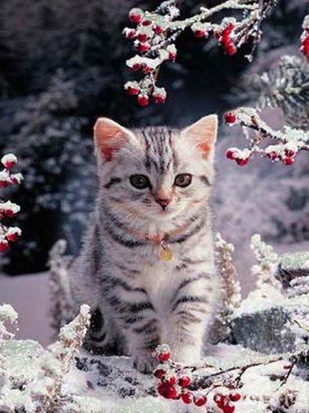 Diamond Painting Cat 5D DIY Diamond Embroidery Sale Cross Stitch Animals Rhinestones Mosaic Kit Home Decoration