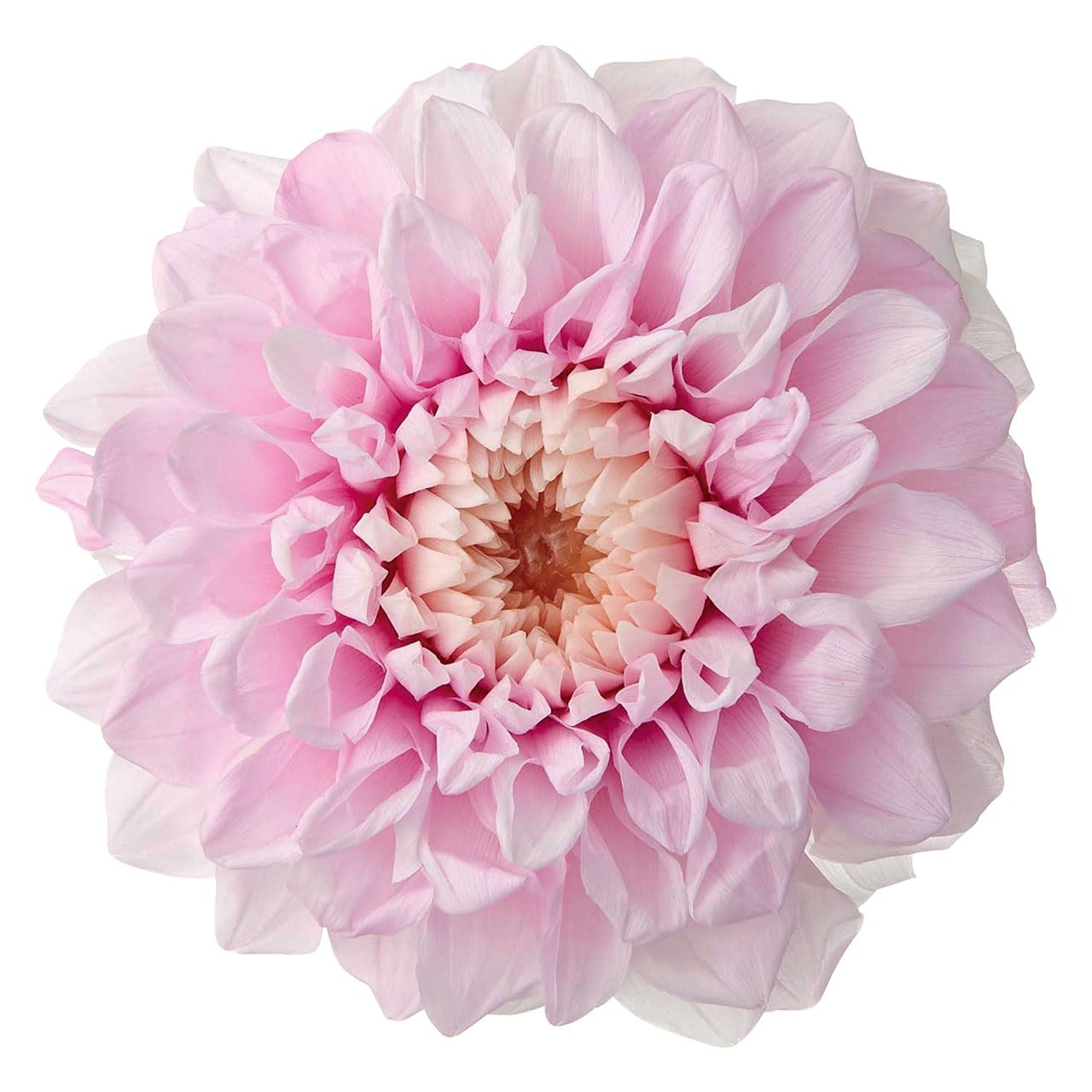

Daichi Farm Preserved Dahlia Grace [Gradient], Approx. 7-10cm Diameter, Pack of 2, DO004685-102