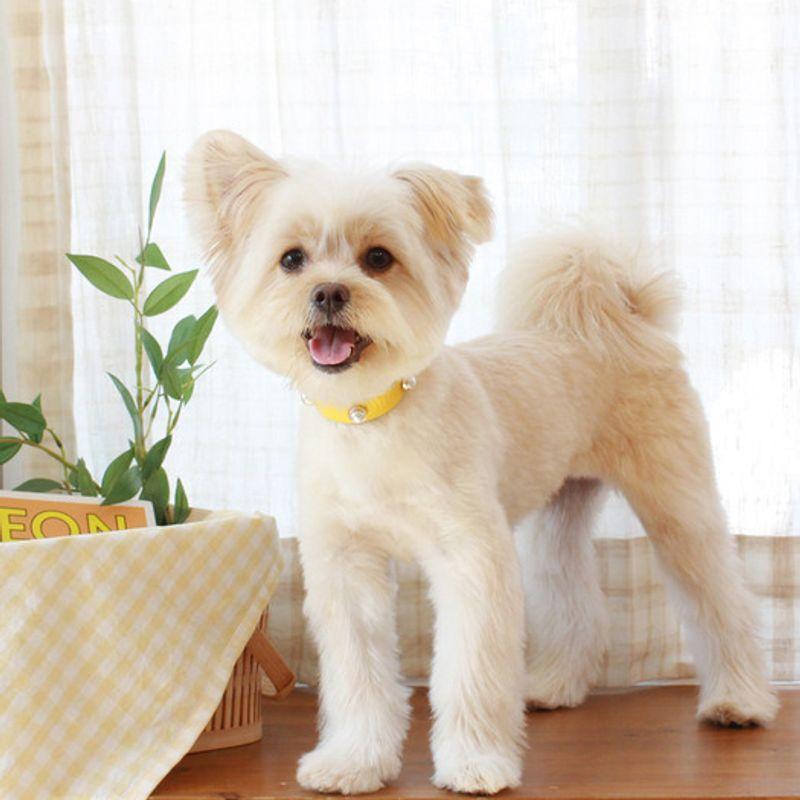 MAISON DE MIU Soft Perlenkragen_Gelb