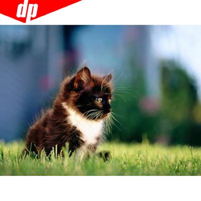 Haft diamentowy pełny wyświetlacz kot 5D ścieg krzyżykowy mozaika diamentowa malowanie w pełni okrągłe zwierzę