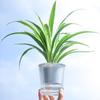 Succulent plant Hydroponics Watering Planter Self Watering Flower Pot Lazy Flowerpot Self-watering