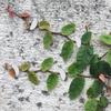 Vine Clips 8 PCS Garden Stake Clips Invisible Self Adhesive Leaf Shape Plant Vine Traction Sticker For Climbing Plant Fixing