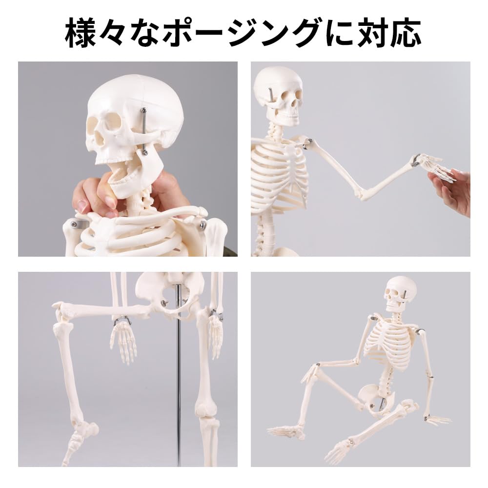 Bonarca Human Body Model, Bones [Half Size: 85cm] Full-Body Skeleton Figure [Movable JointsStand Included] Mini Toy, Large Figurine, Skeletal