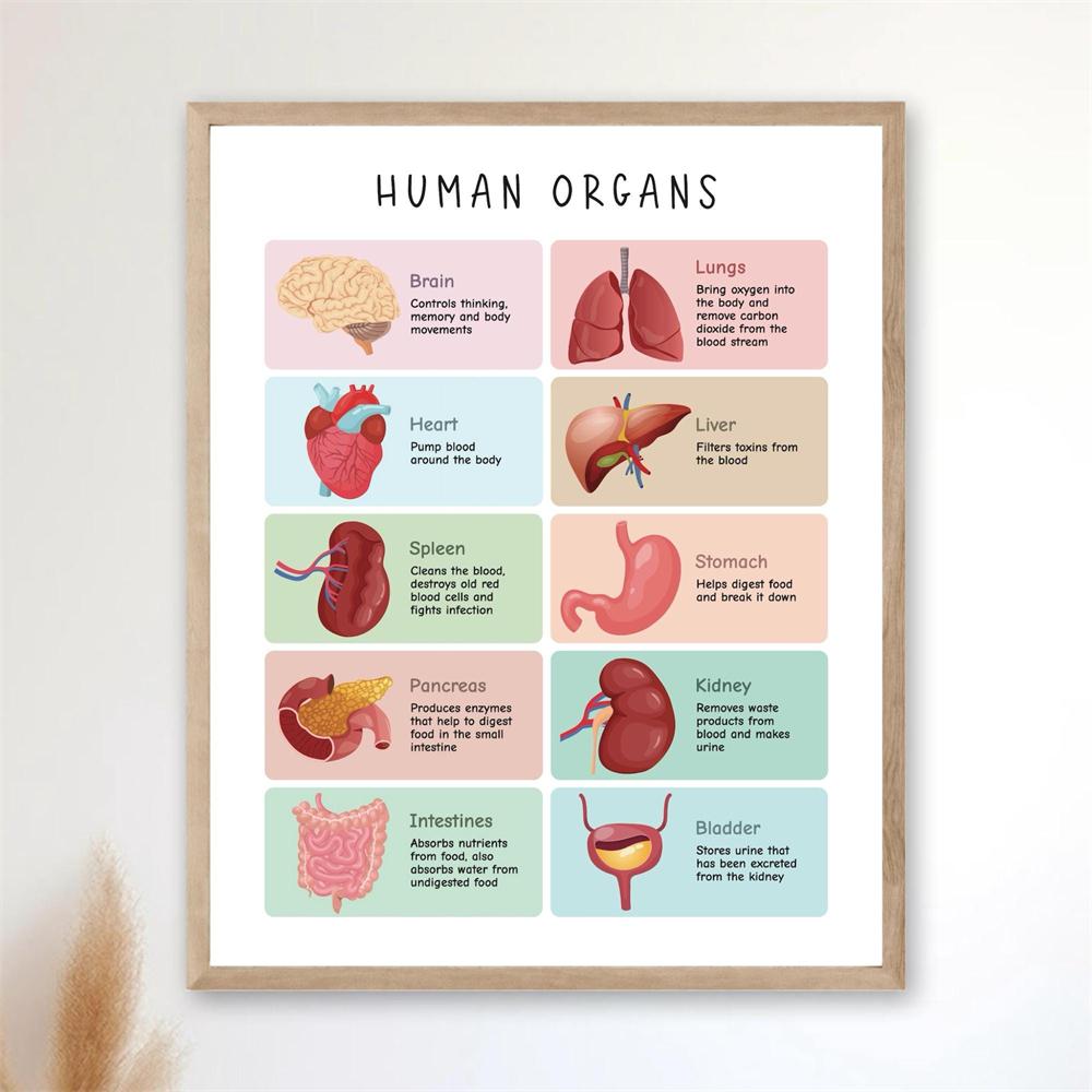 Human Body Poster Health Education Prints Anatomy Poster Organs Chart Anatomy Skeleton Homeschool Decor Educational Print Poster 21X30CMNo Framed