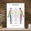 Gráfico de Dermatomas y Nervios Cutáneos Póster de Anatomía para Estudio Médico y Enseñanza Decoración de Pared Artística Póster para el Hogar