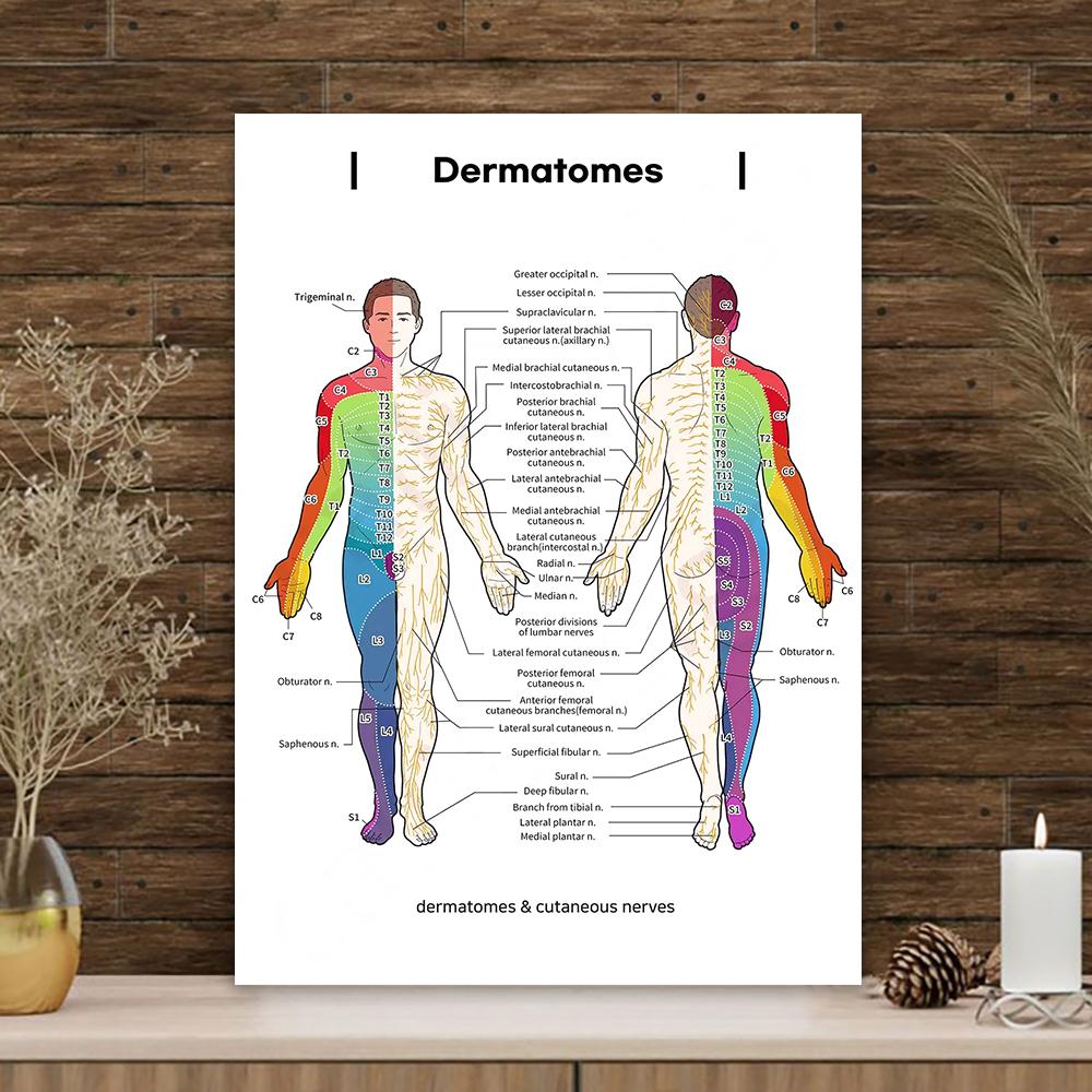 Gráfico de Dermatomas y Nervios Cutáneos Póster de Anatomía para Estudio Médico y Enseñanza Decoración de Pared Artística Póster para el Hogar