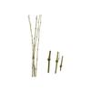 B AND B - GREEN BAMBOO CANE SET OF 5