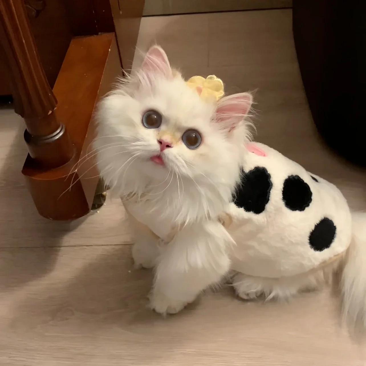 

Cat Clothes Ribbon Hairpin Puppy Dog Autumn and Winter Vest Vest Pet Clothing Blue Gold Gradient Puppet Warm Pet Supplies S(1.5-2.5KG)