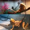 Hanging Pet Accessories Elastic Bearded Dragon Hammock Lizard Bed Reptile Habitat Bird Ladder