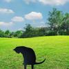 Metal Sitting Dog Silhouette Garden Stake Black Metal Yard Art Outdoor Lawn Ornament