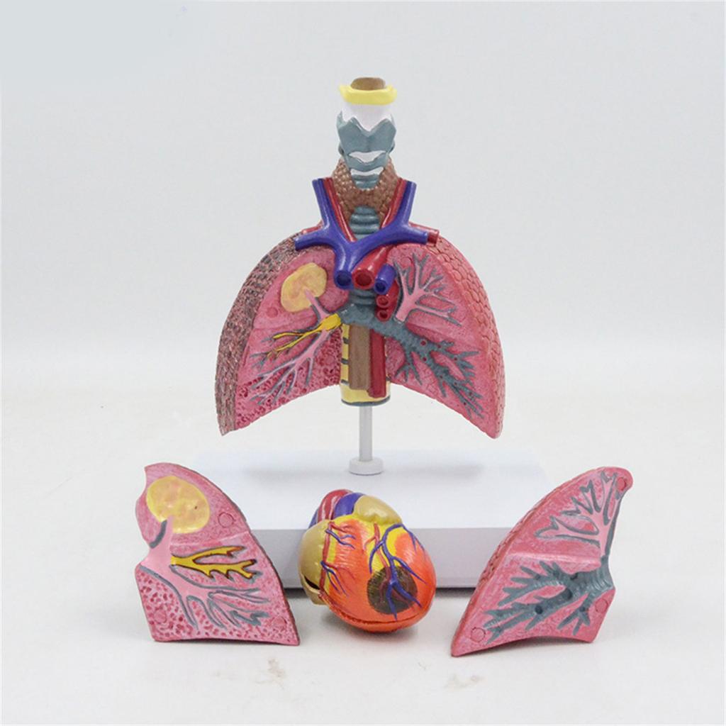 Life Size Lung Anatomy Model, Heart Lung Thyroid Model Anatomy