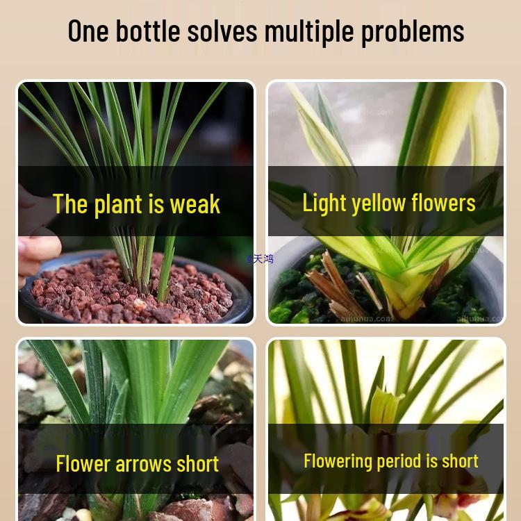 Orchid Bloom Nutrient for Healthy Roots & Flowers