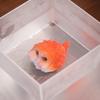 Cute Bubble Fish Color-Changing Tea Pet Set