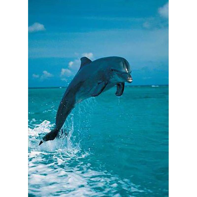 5D DIY Diamond Painting Full Round Animal Dolphin Diamond Embroidery Painting Cross Stitch Kit Home Decoration Rhinestone Gift