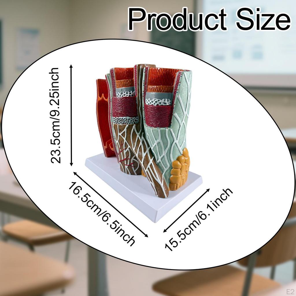 Human Blood Vessel Model, Anatomy Display Educational Lightweight with Base Scientific for Studying