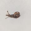 Copper-Plated Snail Incense Holder: Creative Micro-Carved Animal Ornament and Tea Pet