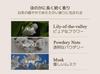 [Official] TEABLESS Lily Musk White Tea Perfume Body Wash 500g  Tea and Lily Musk Scent, Scrub Formula, Moisturizing, Hypoallergenic Body Soap,