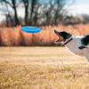 Flying Disc Adult Sport Disc Set Flying Disc Set Disc For Beach Pool Game Flying Disc Adult Sport Disc Set