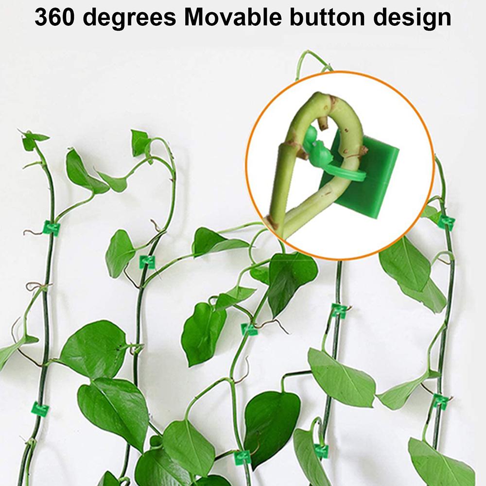 Wall Vine Plants Wall-mounted Green Plant Fixation Green Radish Wall Climbing Suction Cup Hook Hydroponic Indoor