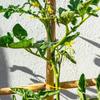 100PCS New Green Garden Plant Clips Plastic Ring Bundle Vertical Plant Holder Vine Holder Plant Clamp For Vegetable Growing