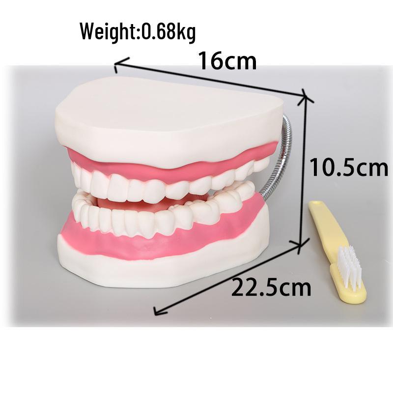 Прозора Знімна Повна Модель Щелепи з М'якими Яснами та Зубами для Підготовки до Імплантації