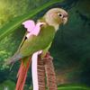 Random Adjustable Parrot Bird Harness Leash Set Anti-Bite Training Harness Parrots Outdoor Flying Rope
