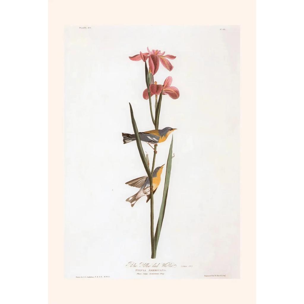 Pósters y Grabados Botánicos Vintage Color Melocotón Lirio de Barbados Crinum Pintura sobre Lienzo Arte de Pared Imagen para Decoración de Habitación Oficina