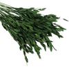 Dried Preserved Oat Grass Plant for Vase - 40 PCS Northen Oat Greenery Leaf with Stem, 17" for Home Office Wedding Party Decor and DIY