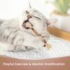 Katzenkauspielzeug Natürlicher Silberwein Zahnreinigungsstab Katzenspielzeug zur Selbstbeschäftigung Sicherer Katzenminze-Kaustick für Wohnungskatzen zum Spielen Fördert die Zahngesundheit