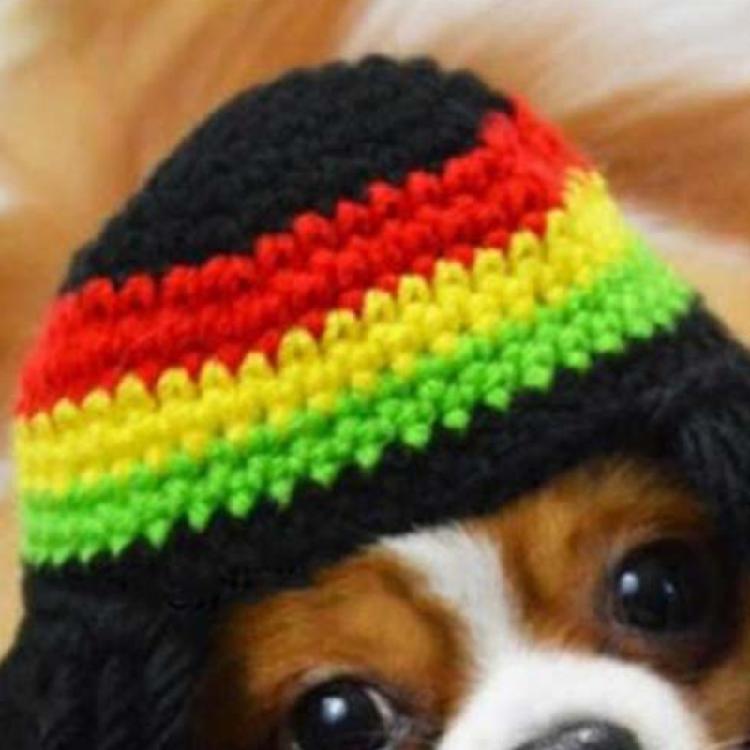 Novelty Dreadlocks Pet Hat Fun Woolen Costume for Dog Cats Great for Daily Wear Halloween Birthdays and Event Dressingup