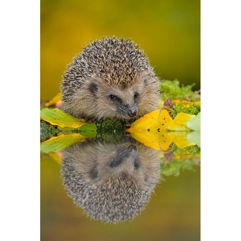 

DIY ежик 5D алмазная живопись полная круглая дрель животное Алмазная вышивка мозаика вышивка крестом стены книги по искусству домашний декор подарок Full Round 20x30CM