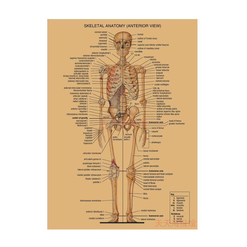 Anatomie kosterního svalstva Diagram Retro plakát pro výzdobu třídy Nástěnné umění (584)