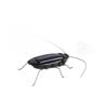 Solar Powered Cockroach Insect Animal Model Prank Educational Toy