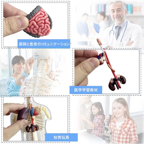 HYEANHLPYE Human Anatomy Model Toy, Human Model Toy, Mannequin, Transparent Half Body with Detachable Organs and Skeleton, Disassembly Puzzle Set, 3D