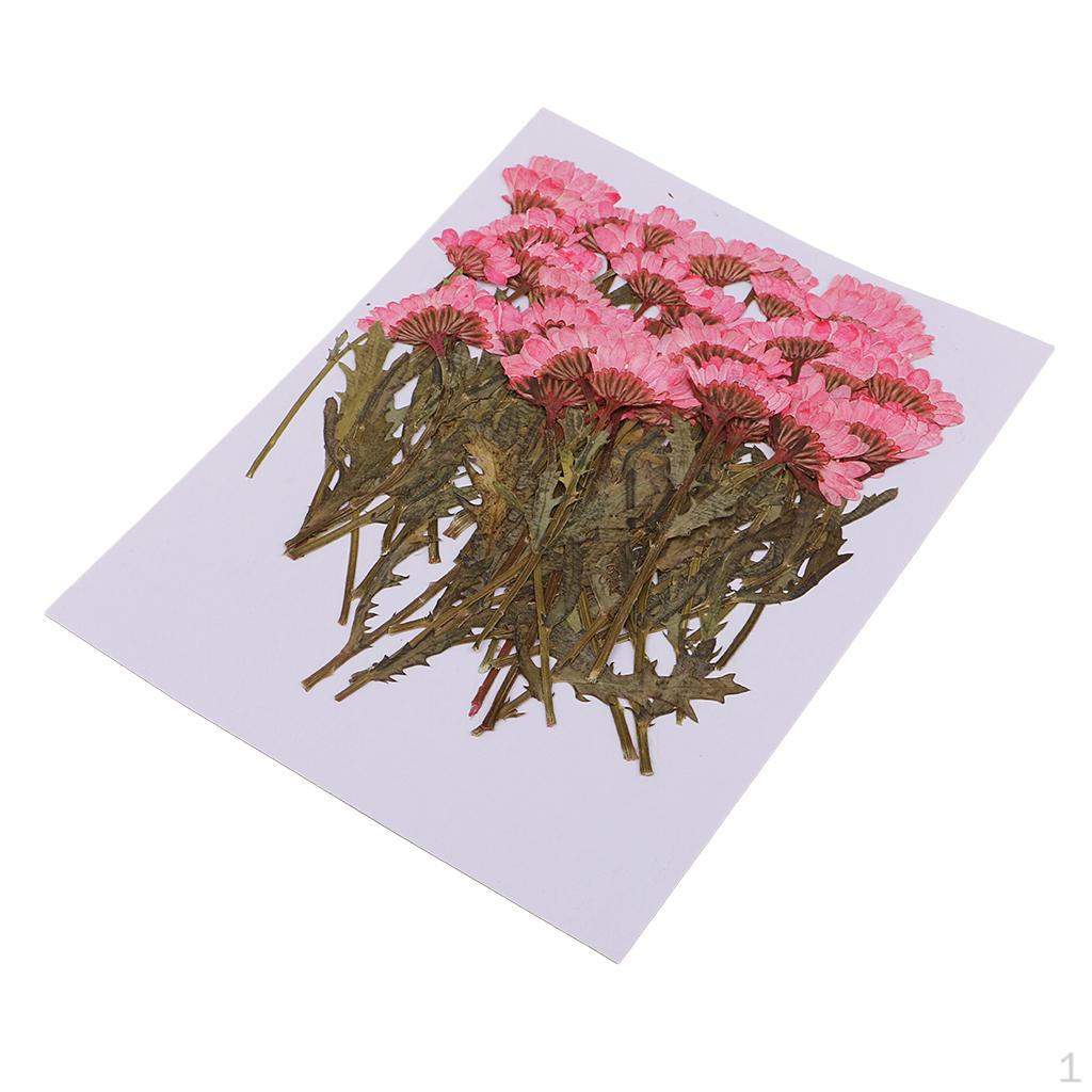 

50 Pieces Pressed Flowers for Card Making Floral Arranging