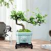 Trailing Fujian Tea Bonsai with Old Trunk – Zen Style Indoor Green Plant for Office & Living Room