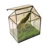 Glass Terrarium Micro-Landscape: Moss Ecological Green Plant Box & Reptile Rainforest Tank