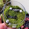 Mikro-Landschaft Schräge Glasvase Frisches Grün Sukkulente Moos Flasche Glas-Terrarium Bonsai Heim Desktop Dekor