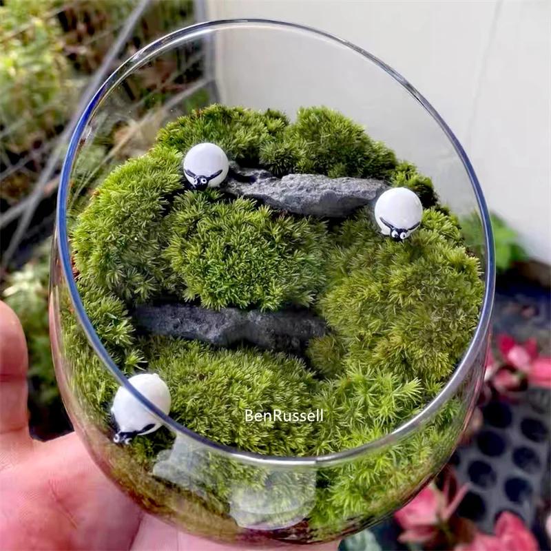 Micro Landscape Bevelled Glass Vase Fresh Green Succulent Moss Bottle Glass Terrarium Bonsai Home Desktop Decor