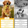 ETACCU Dog Rope Dog Set of Medium and Large Dog Dog Chewing Pet Stress Toothbrushing String String Dog Lack of Exercise Toy, Toy, Rope, 2, Dogs, 55cm,