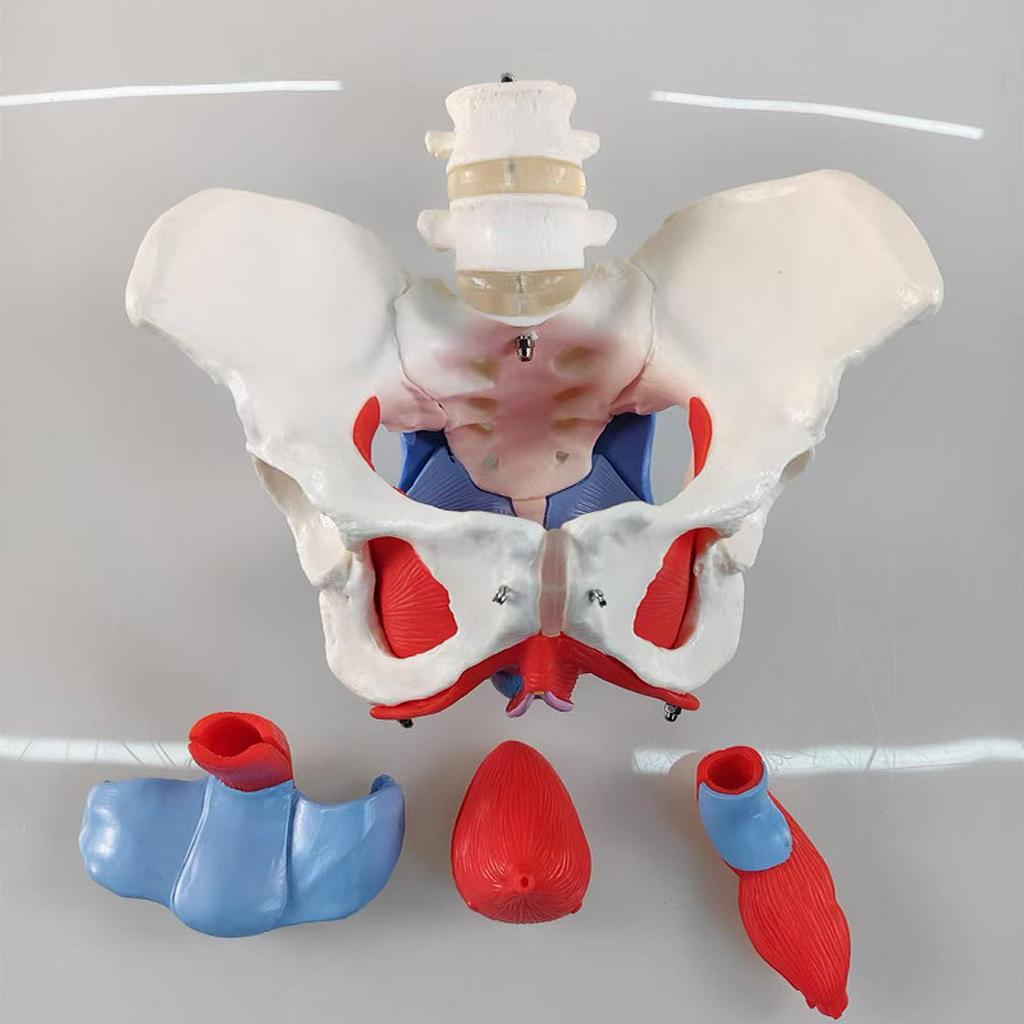 Female Pelvic Model Hip Flexible Medical Skeleton Teaching Aid for Midwife in