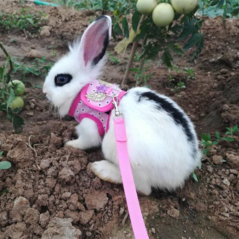 dwarf bunny leash