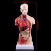 Lidské Torzo Tělo Anatomie Anatomické Lékařské Vnitřní Orgány Pro Výuku
