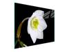 GLASSCHNEIDEBRETT 52x30 ORCHIDEE